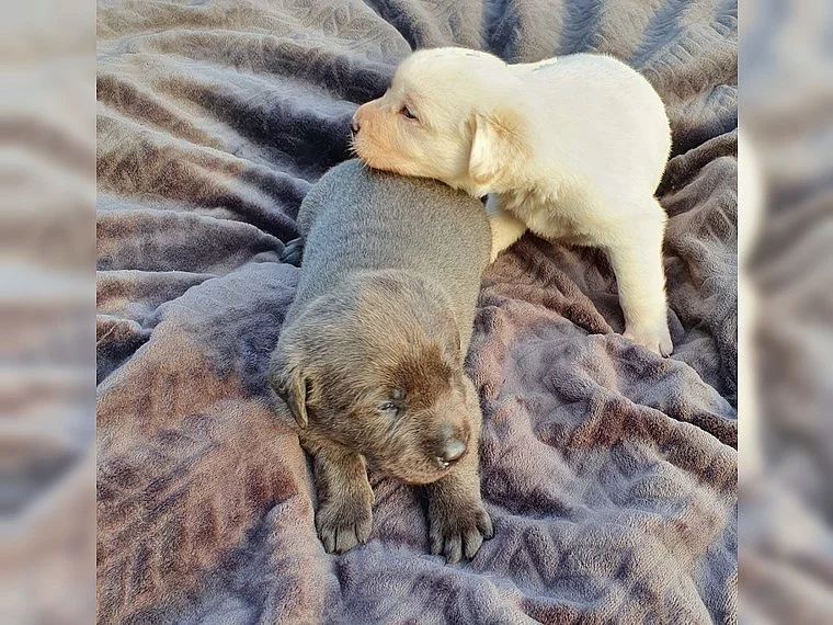 Rozkošná štěňata labradora s rodokmenem.